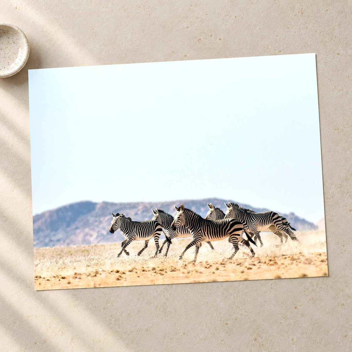 Haartmans Mountain Zebra, Africa Photo Print Wall Decor