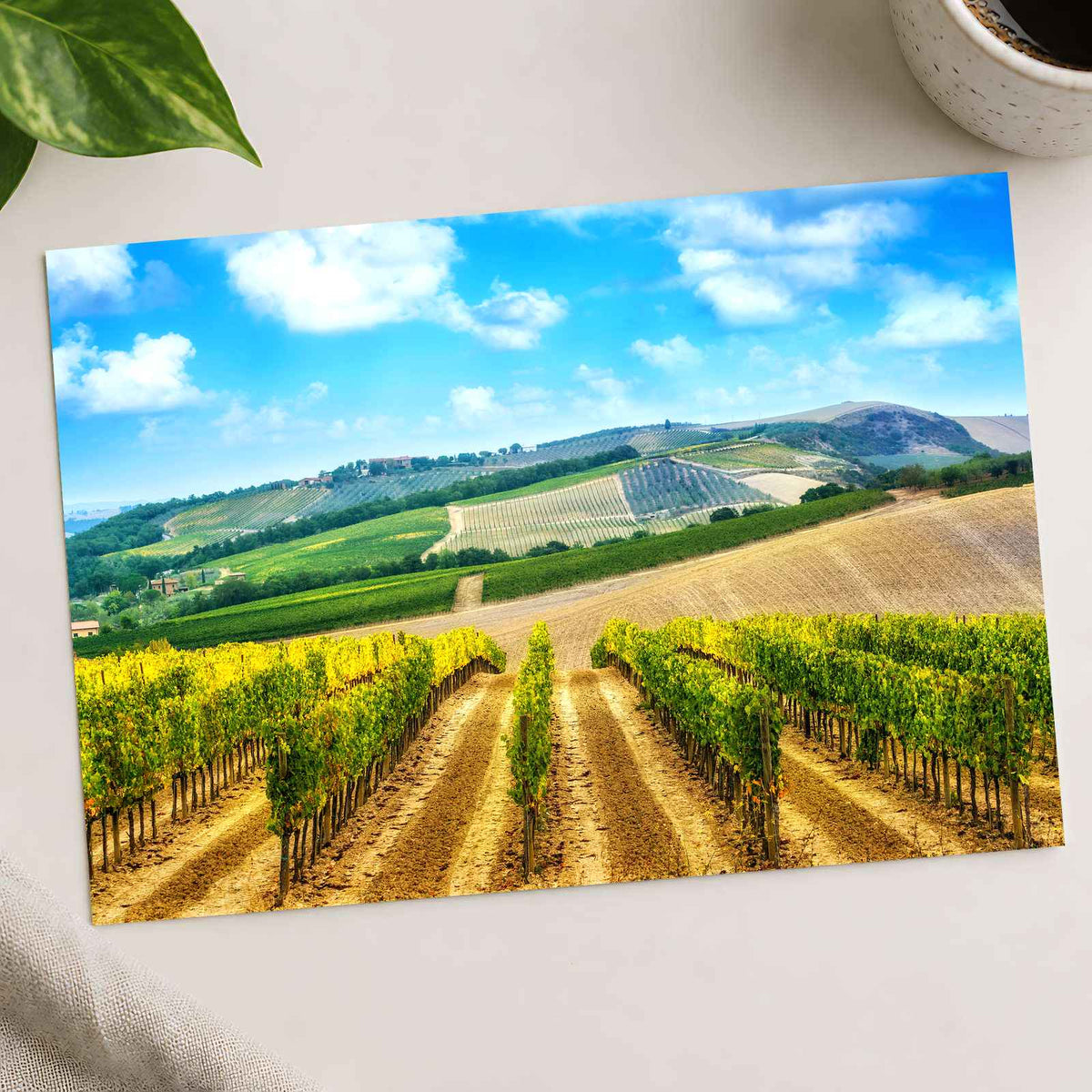 Vineyard in Tuscany, Italy Photo Print Wall Decor