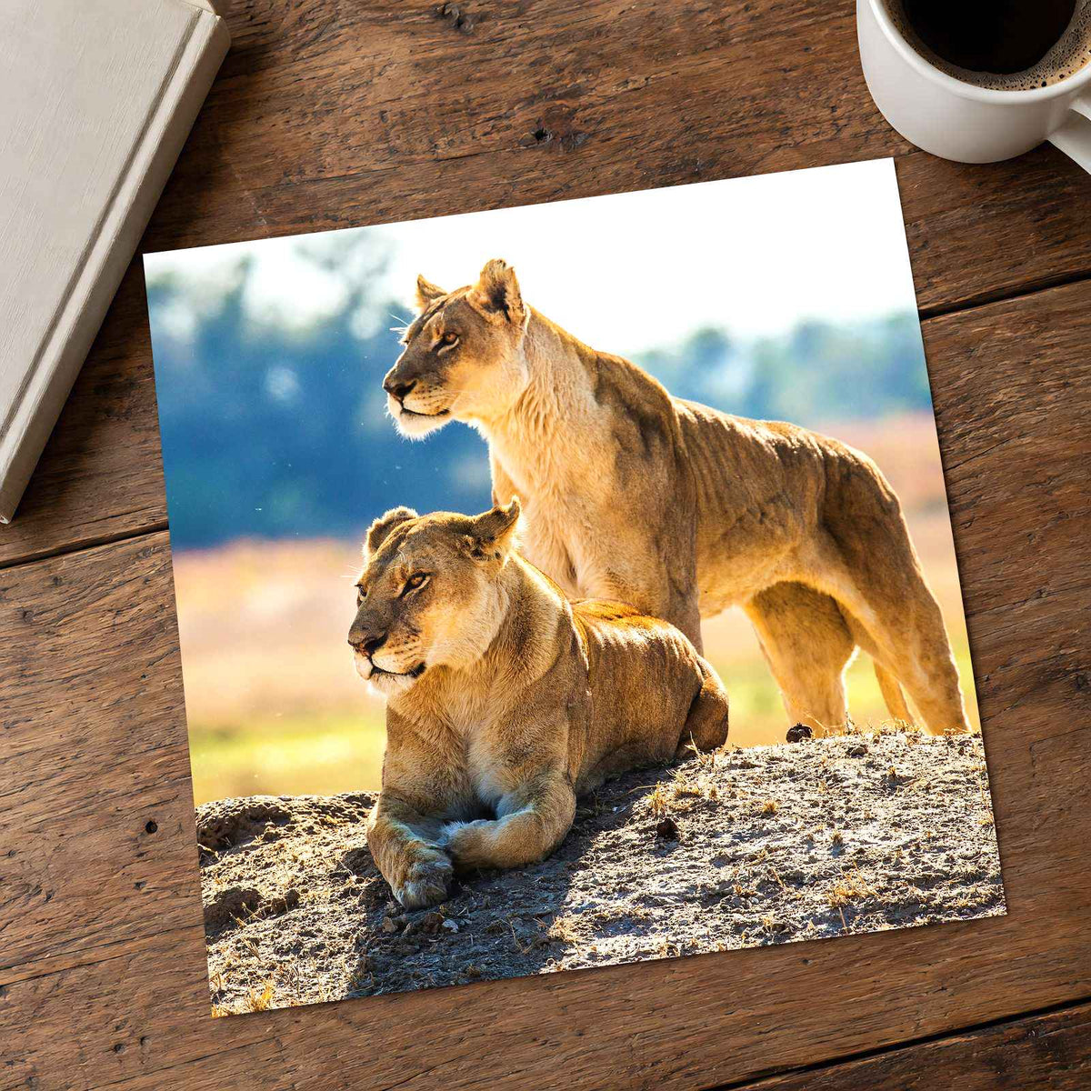Two Lionesses in Savanna Photo Print Wall Decor