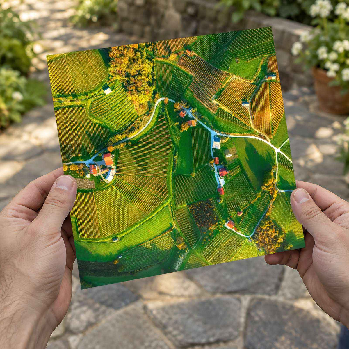 Vineyards from Above by Ales Krivec Photo Print Wall Decor
