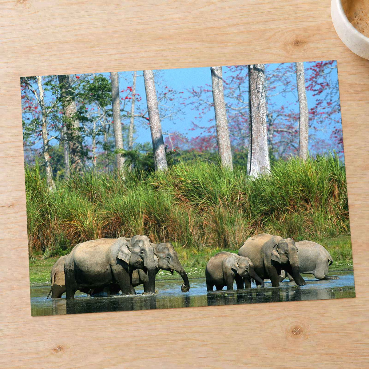 Herd of Elephants in India Photo Print Wall Decor