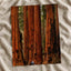 Sequoia National Park in California Photo Print Wall Decor