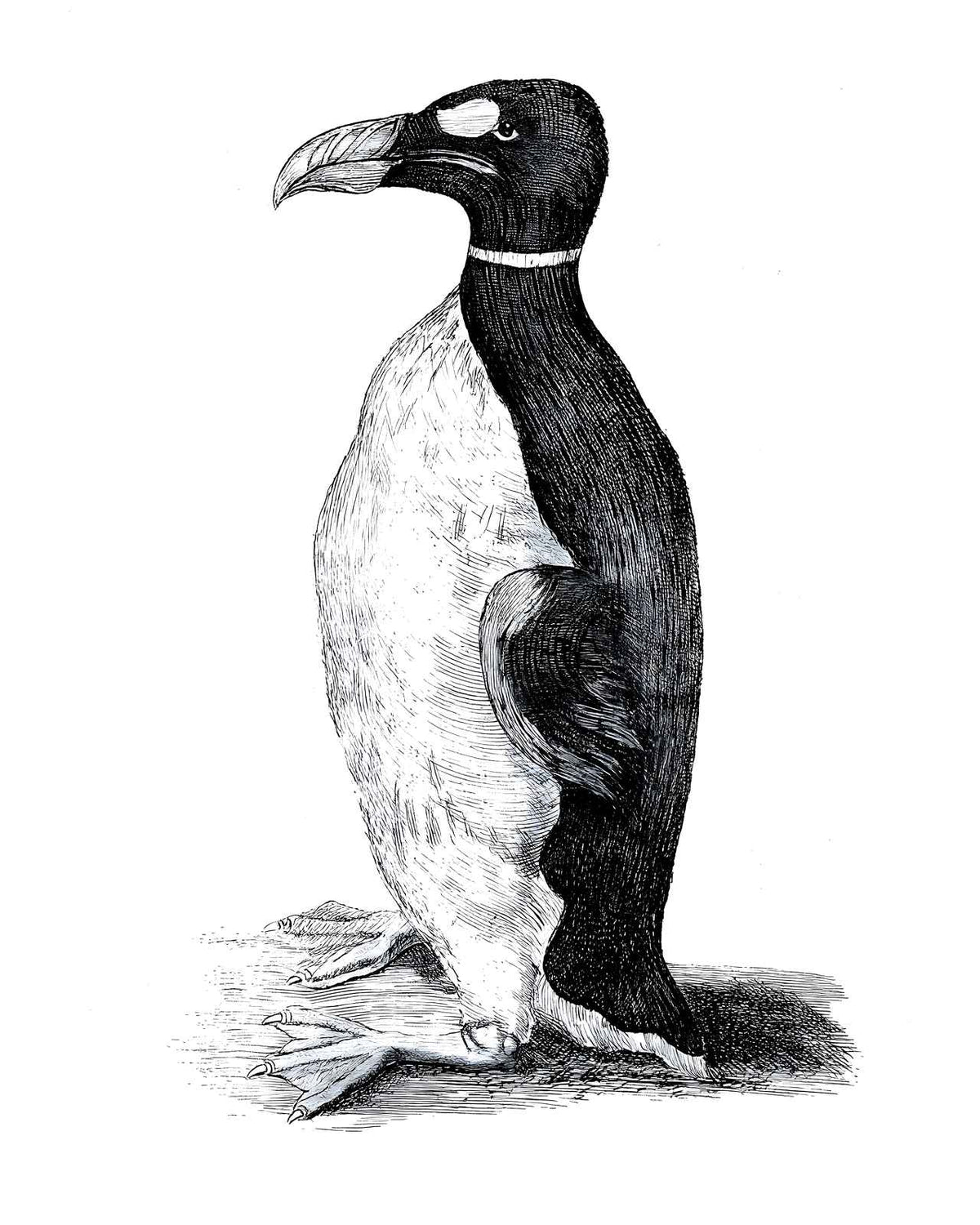 Wormius' Great Auk Drawn from Life, 1400s drawing print
