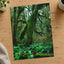 Trees and Ferns in Olympic National Park by Joshua Earle Photo Print Wall Decor