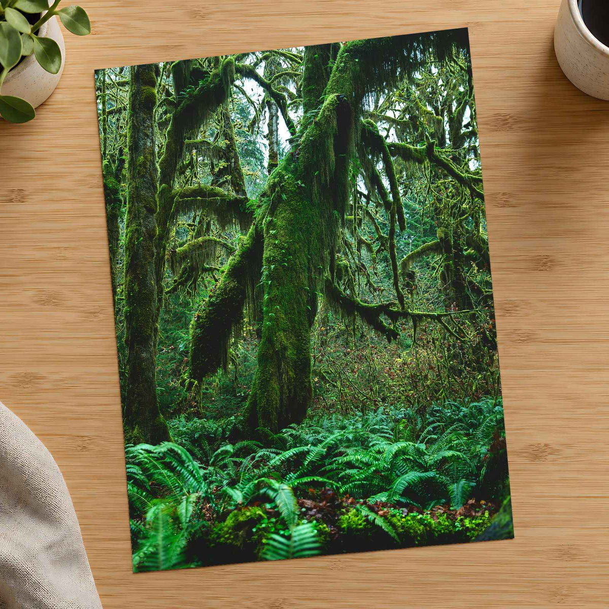 Trees and Ferns in Olympic National Park by Joshua Earle Photo Print Wall Decor