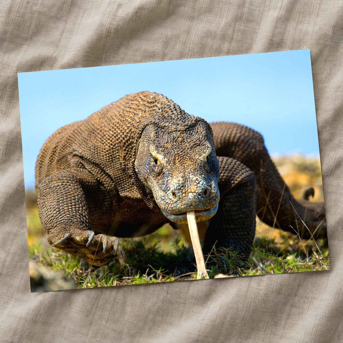 Komodo Dragon Photo Print Wall Decor