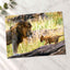 Male Lion and Cub in Africa Photo Print Wall Decor