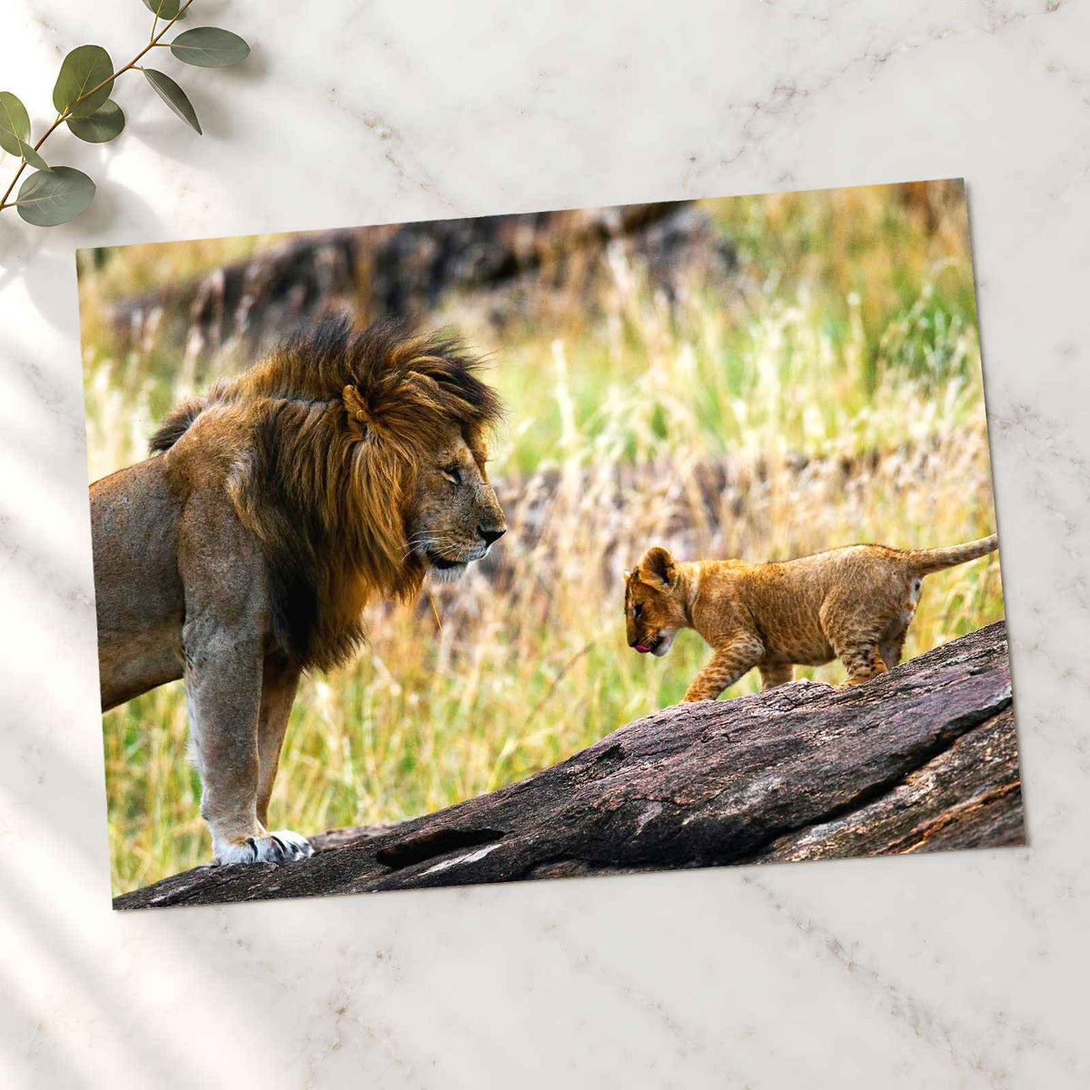 Male Lion and Cub in Africa Photo Print Wall Decor