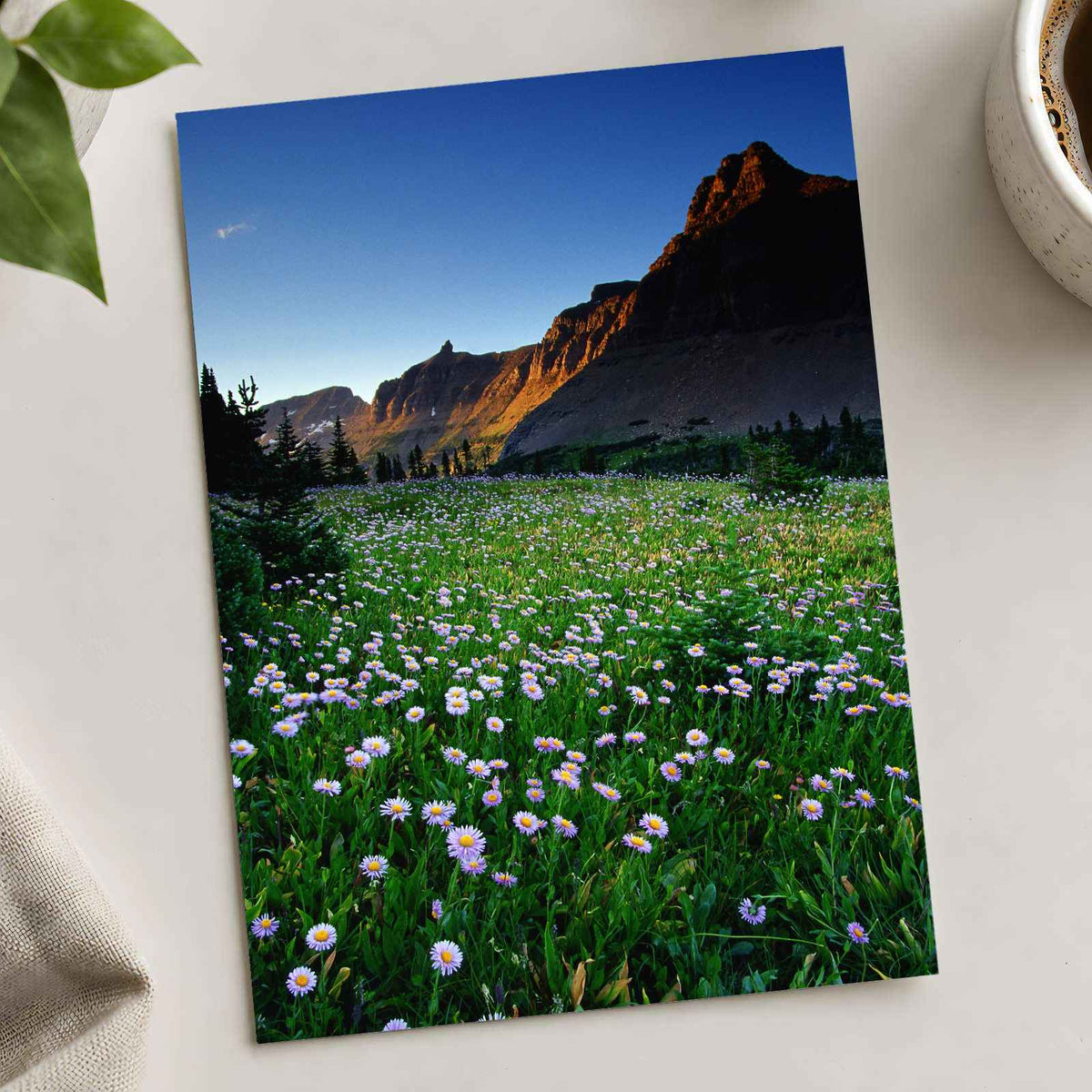 Rocky Mountains National Park Flowers Photo Print Wall Decor