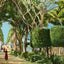 Royal Palm Gardens and Avenue, Havana, Cuba vintage print