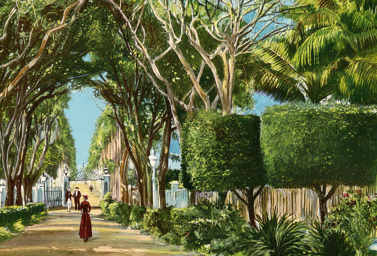 Royal Palm Gardens and Avenue, Havana, Cuba vintage print