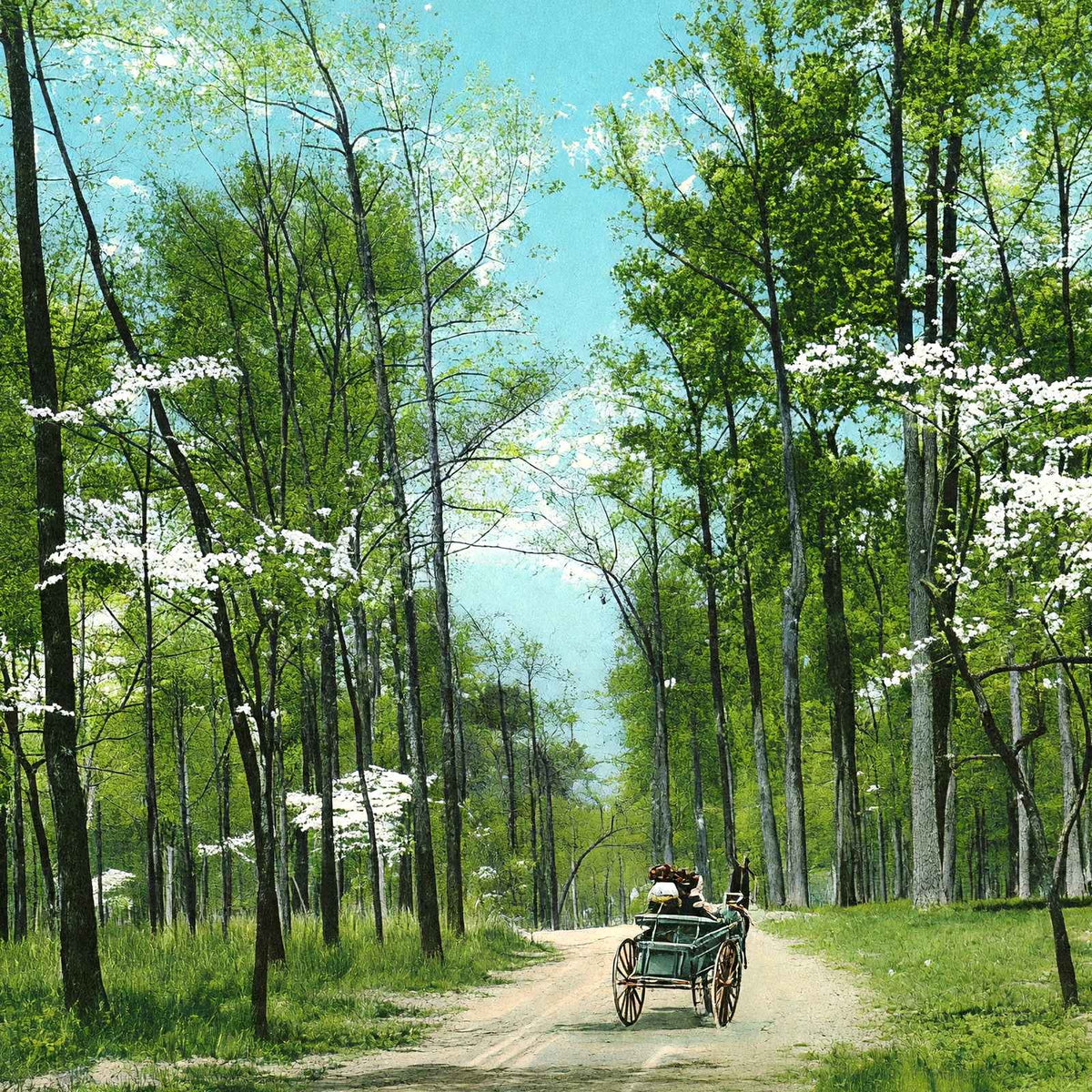 Dogwood Drive, Overton Park, Memphis, TN 1905 vintage print