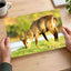 Male Antelope Grazing Photo Print Wall Decor