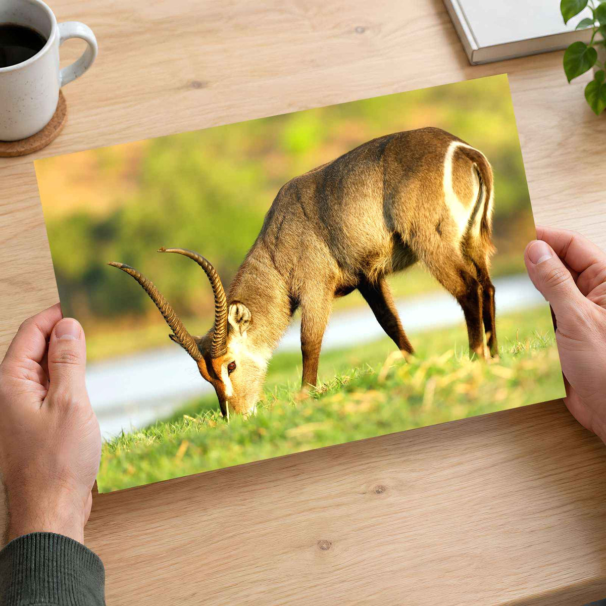 Male Antelope Grazing Photo Print Wall Decor