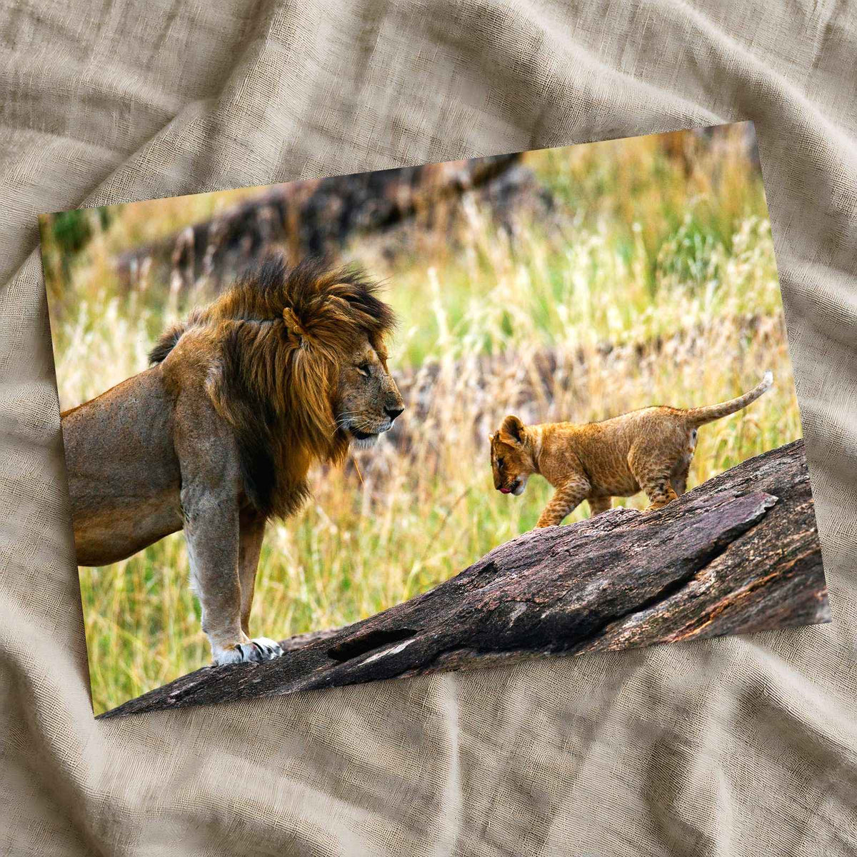 Male Lion and Cub in Africa Photo Print Wall Decor
