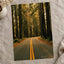 Hoh Rainforest Road, Olympic National Park by Hans Photo Print Wall Decor