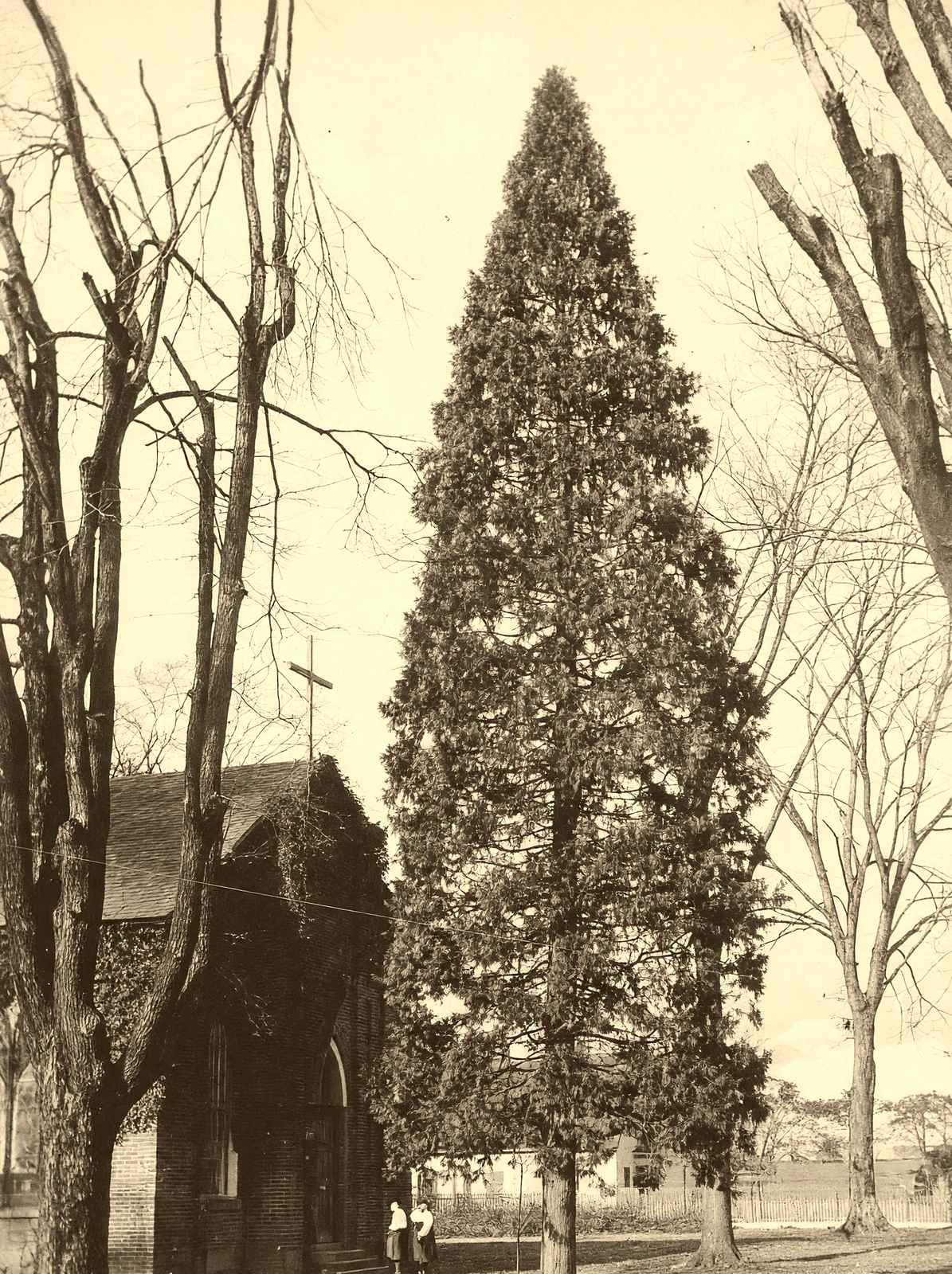 Arbor Vitae at St. Luke's, Salisbury NC 1905 photo print