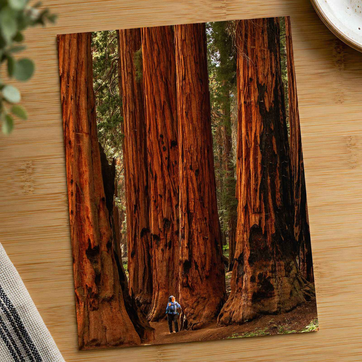Sequoia National Park in California Photo Print Wall Decor