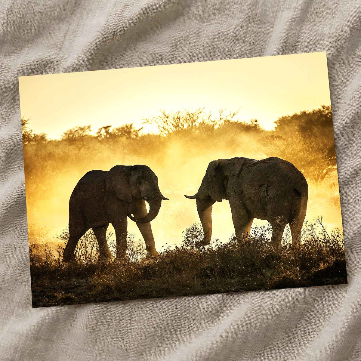 Bull Elephants Fighting Photo Print Wall Decor