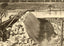Main Dam Under Construction, Whitney NC, 1906 vintage photo print