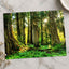 Olympic National Park Trees & Sun Photo Print Wall Decor