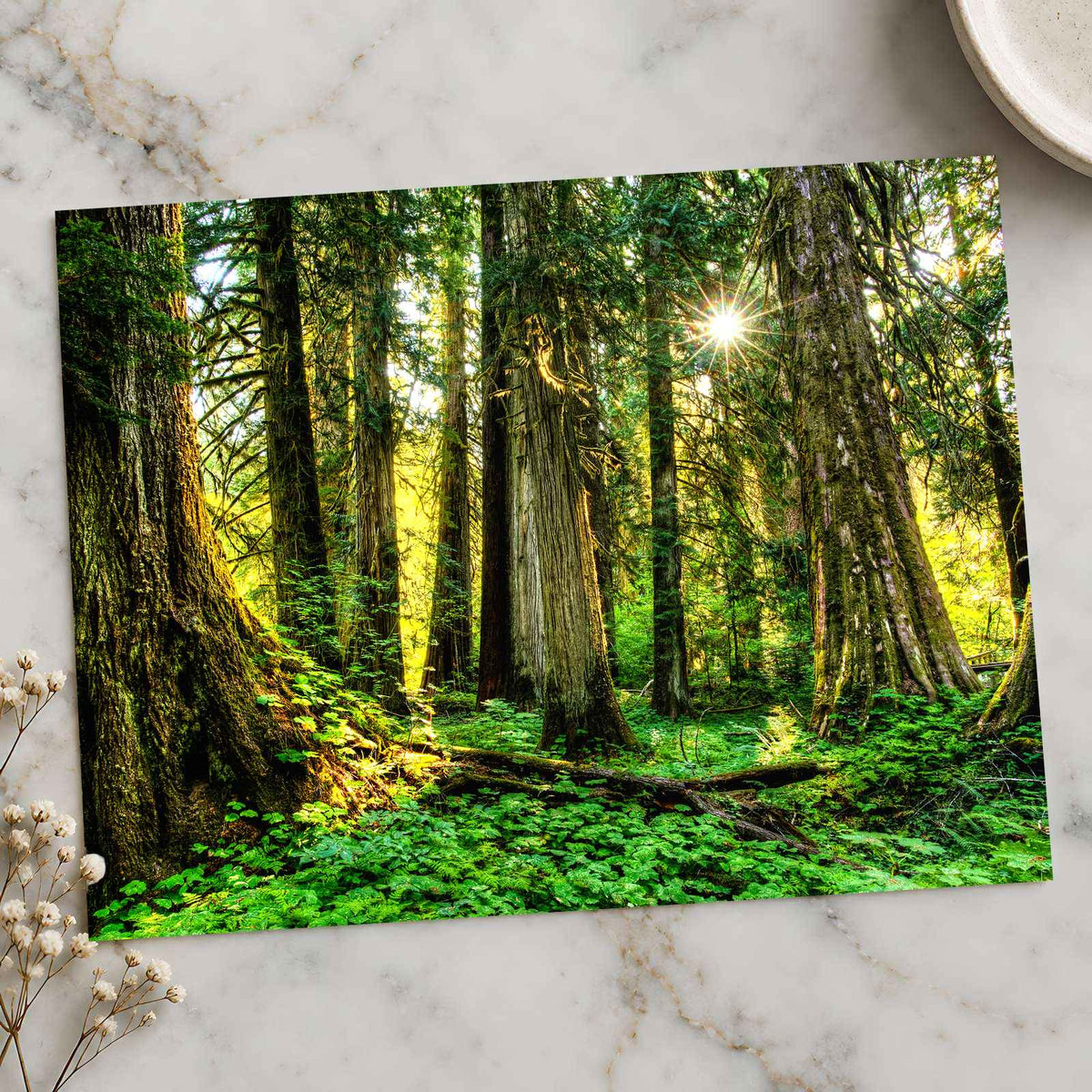 Olympic National Park Trees & Sun Photo Print Wall Decor