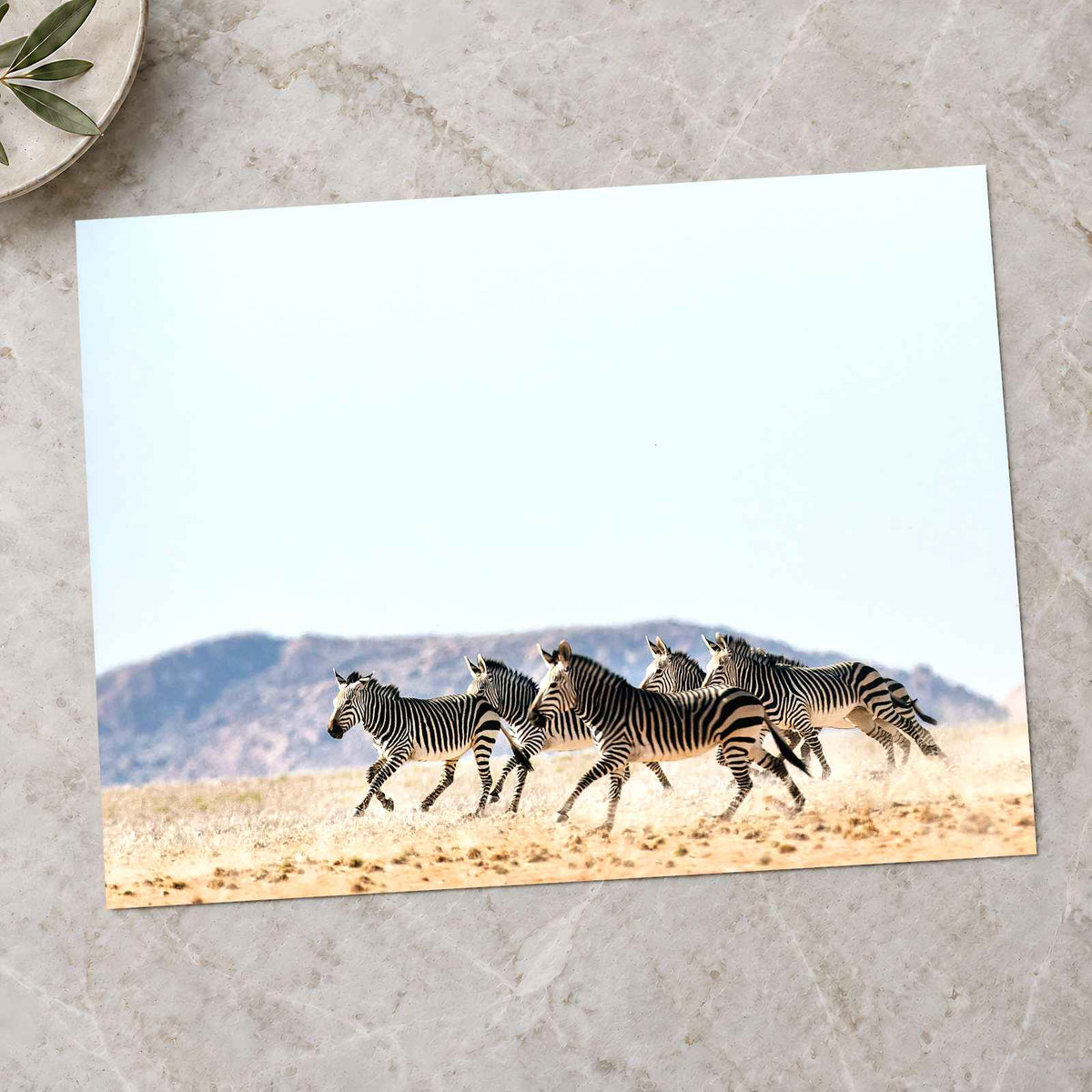 Haartmans Mountain Zebra, Africa Photo Print Wall Decor