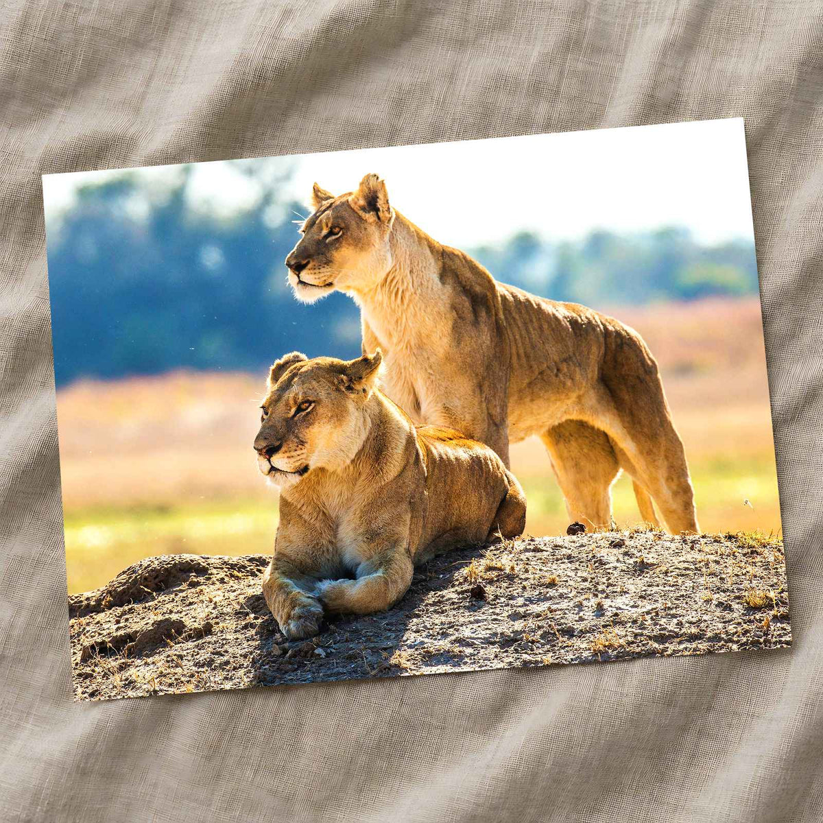 Two Lionesses in Savanna Photo Print Wall Decor