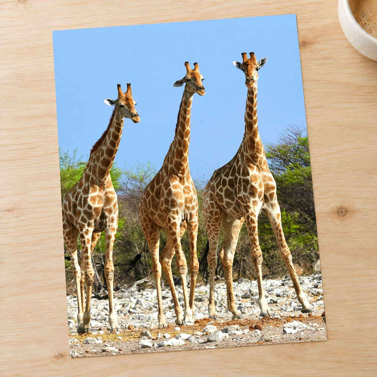 Three Giraffes in Etosha National Park Photo Print Wall Decor