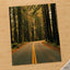 Hoh Rainforest Road, Olympic National Park by Hans Photo Print Wall Decor