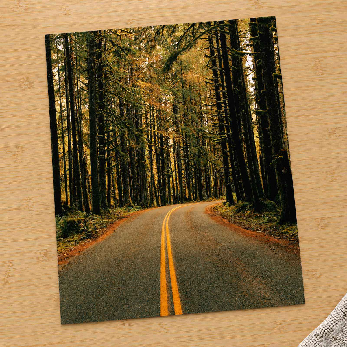 Hoh Rainforest Road, Olympic National Park by Hans Photo Print Wall Decor