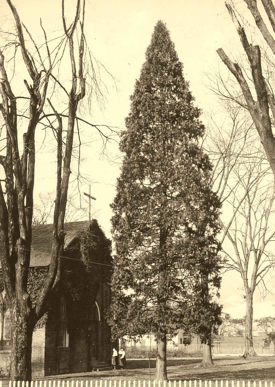Arbor Vitae at St. Luke's, Salisbury NC 1905 photo print