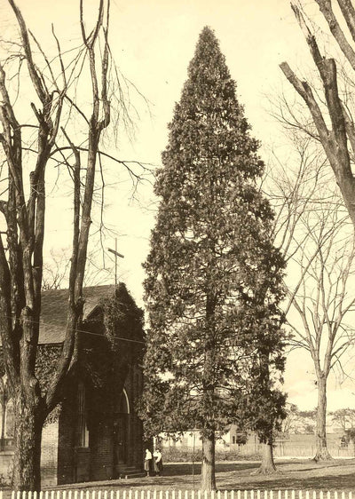 Arbor Vitae at St. Luke's, Salisbury NC 1905 photo print