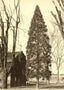 Arbor Vitae at St. Luke's, Salisbury NC 1905 photo print