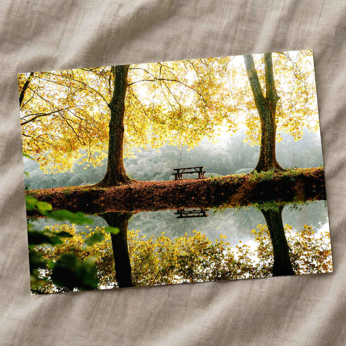 Trees, Lake and Bench on Reflecting Water by Mathieu Odin Photo Print Wall Decor