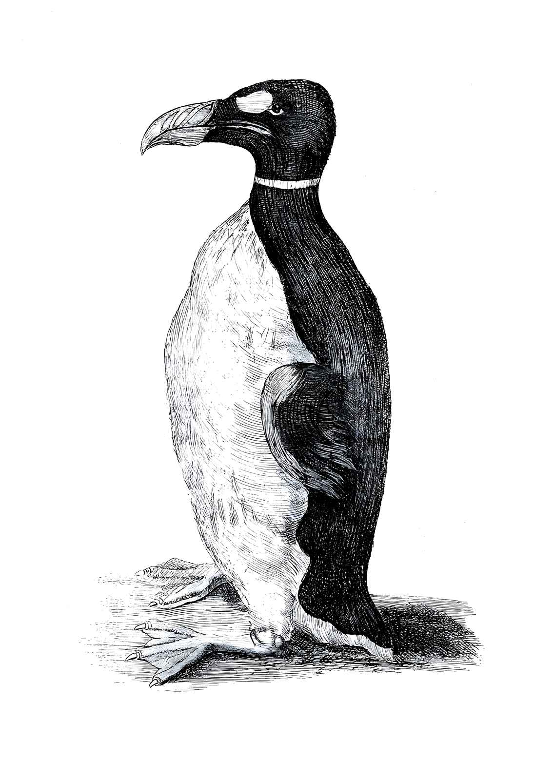 Wormius' Great Auk Drawn from Life, 1400s drawing print