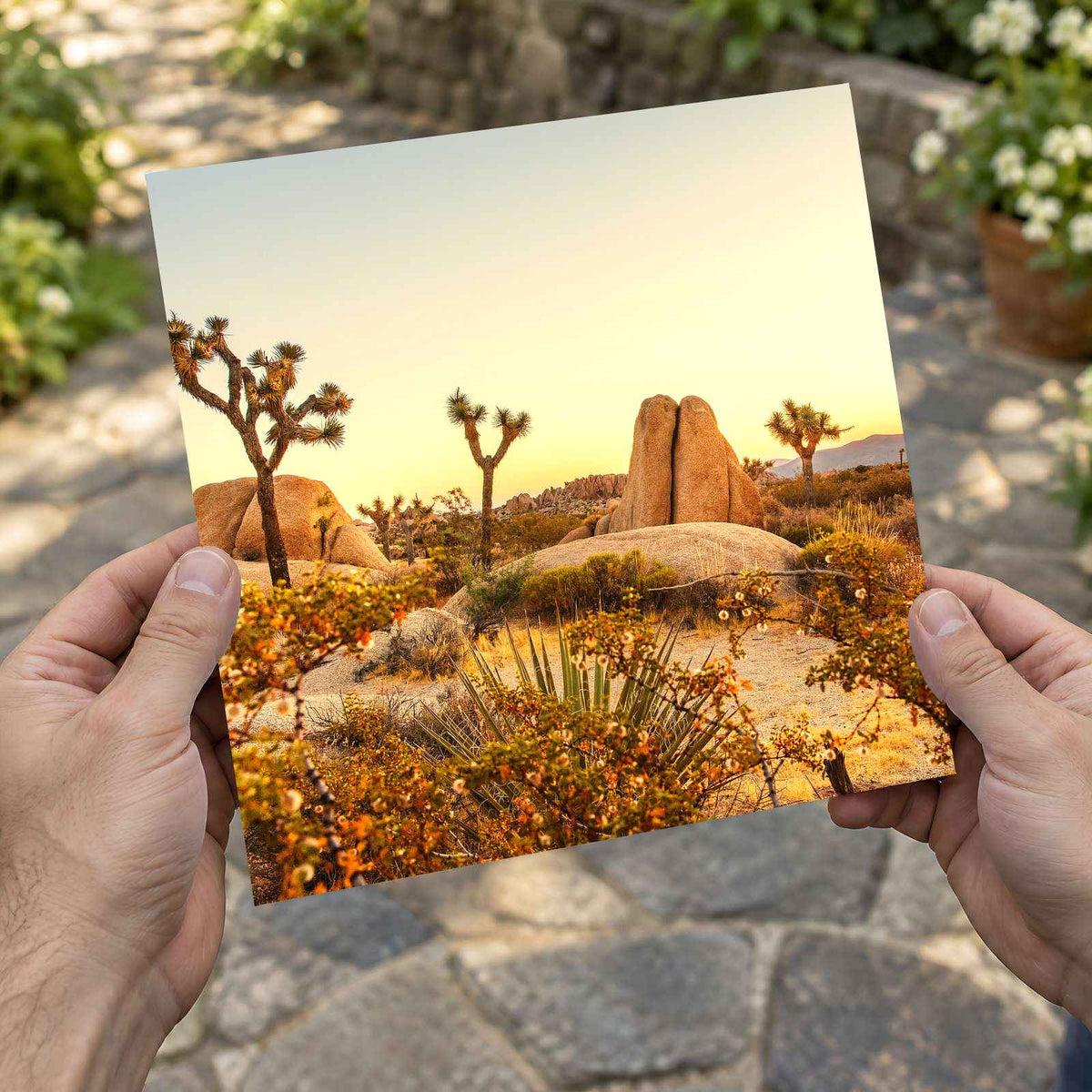 Joshua Tree National Park in California by Joshua Earle Photo Print Wall Decor