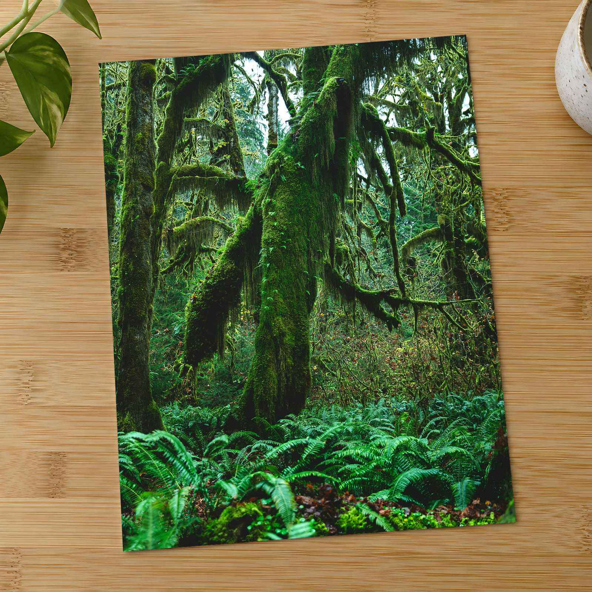 Trees and Ferns in Olympic National Park by Joshua Earle Photo Print Wall Decor