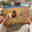 Lion Portrait in Maasai Mara, Kenya Photo Print Wall Decor
