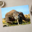 Komodo Dragon Photo Print Wall Decor
