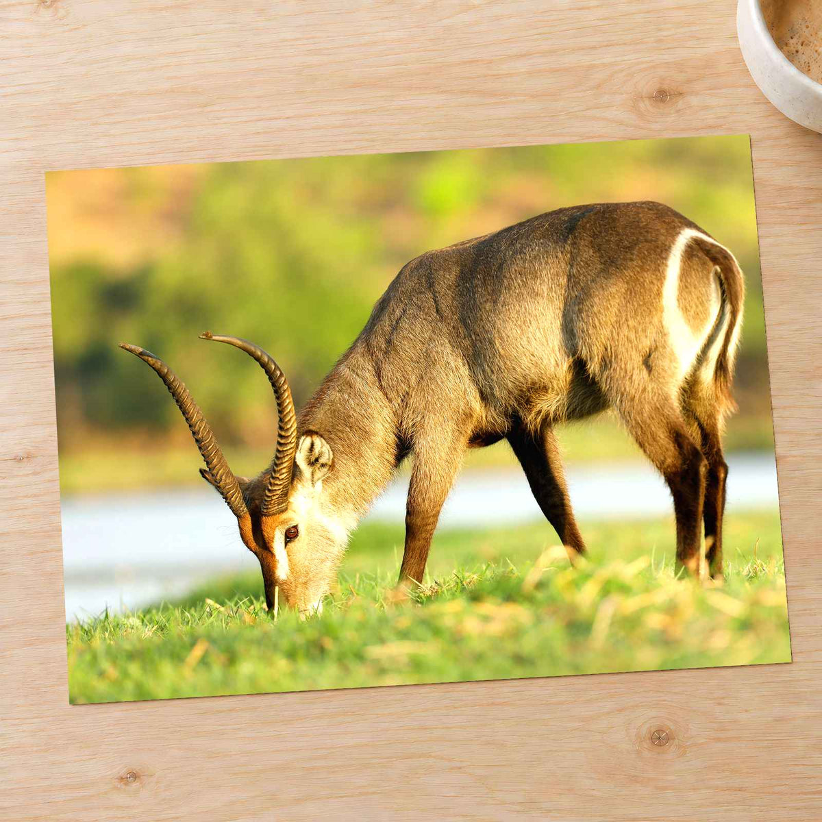 Male Antelope Grazing Photo Print Wall Decor
