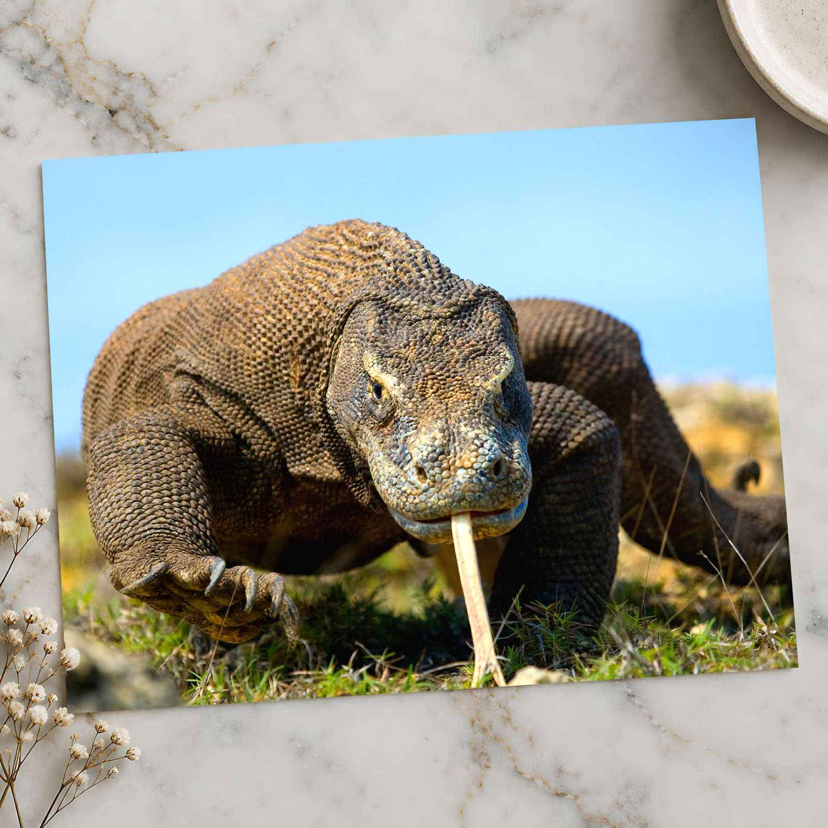 Komodo Dragon Photo Print Wall Decor