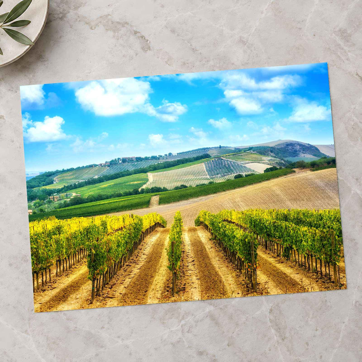 Vineyard in Tuscany, Italy Photo Print Wall Decor