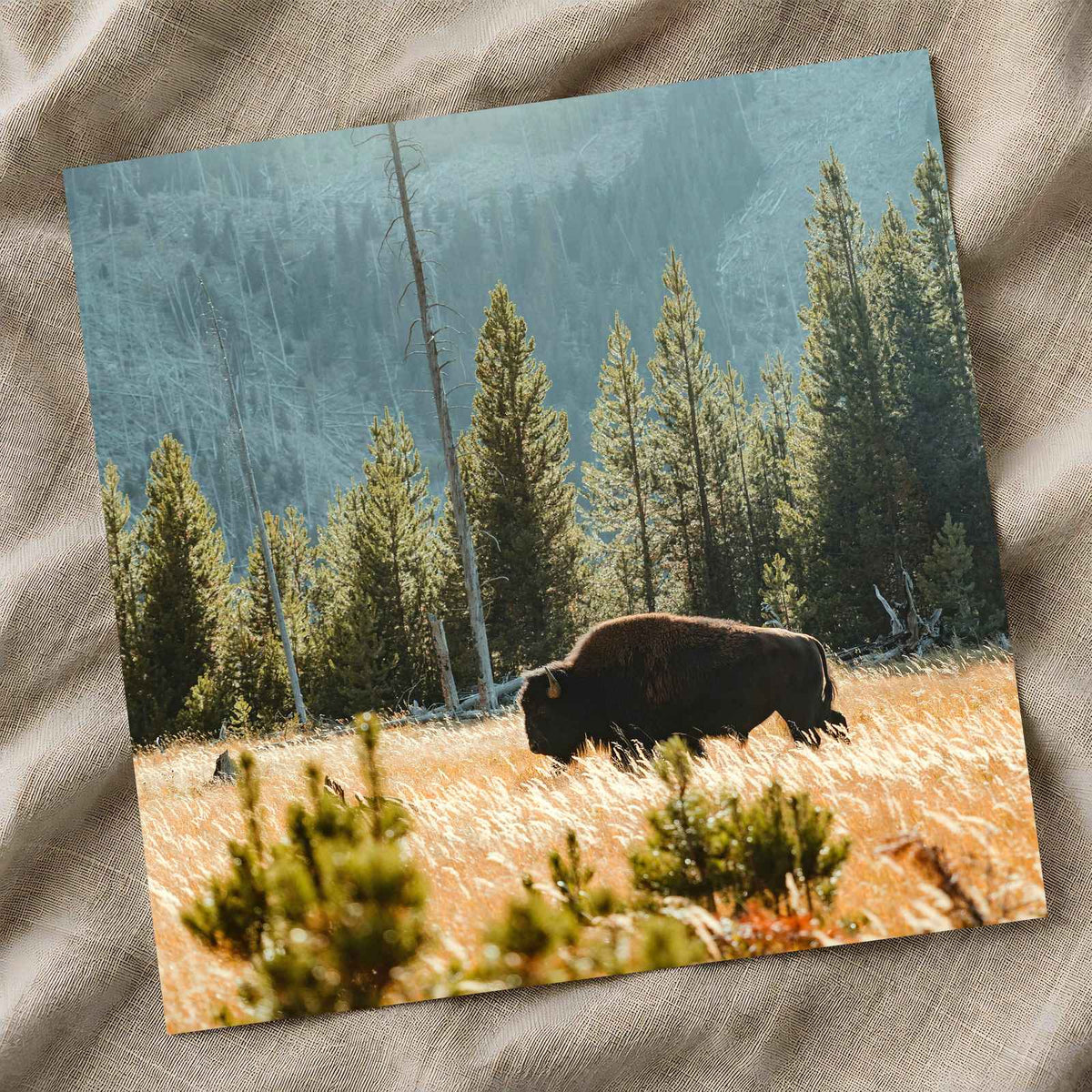 Buffalo Bison in Yellowstone, Wyoming by Joe Eitzen Photo Print Wall Decor