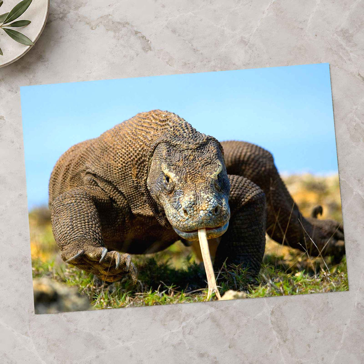 Komodo Dragon Photo Print Wall Decor