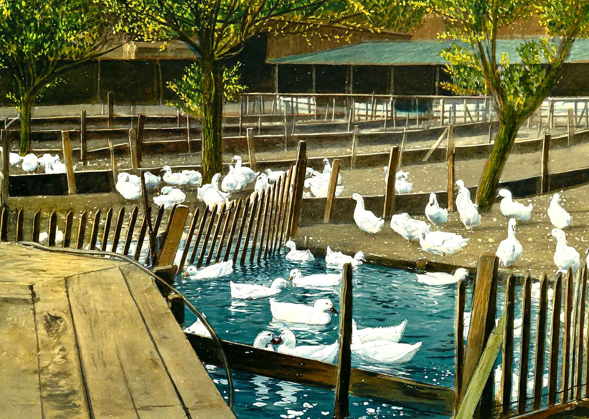 Duck Farm Pond, Allentown, PA in 1907 art print