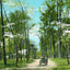 Dogwood Drive, Overton Park, Memphis, TN 1905 vintage print