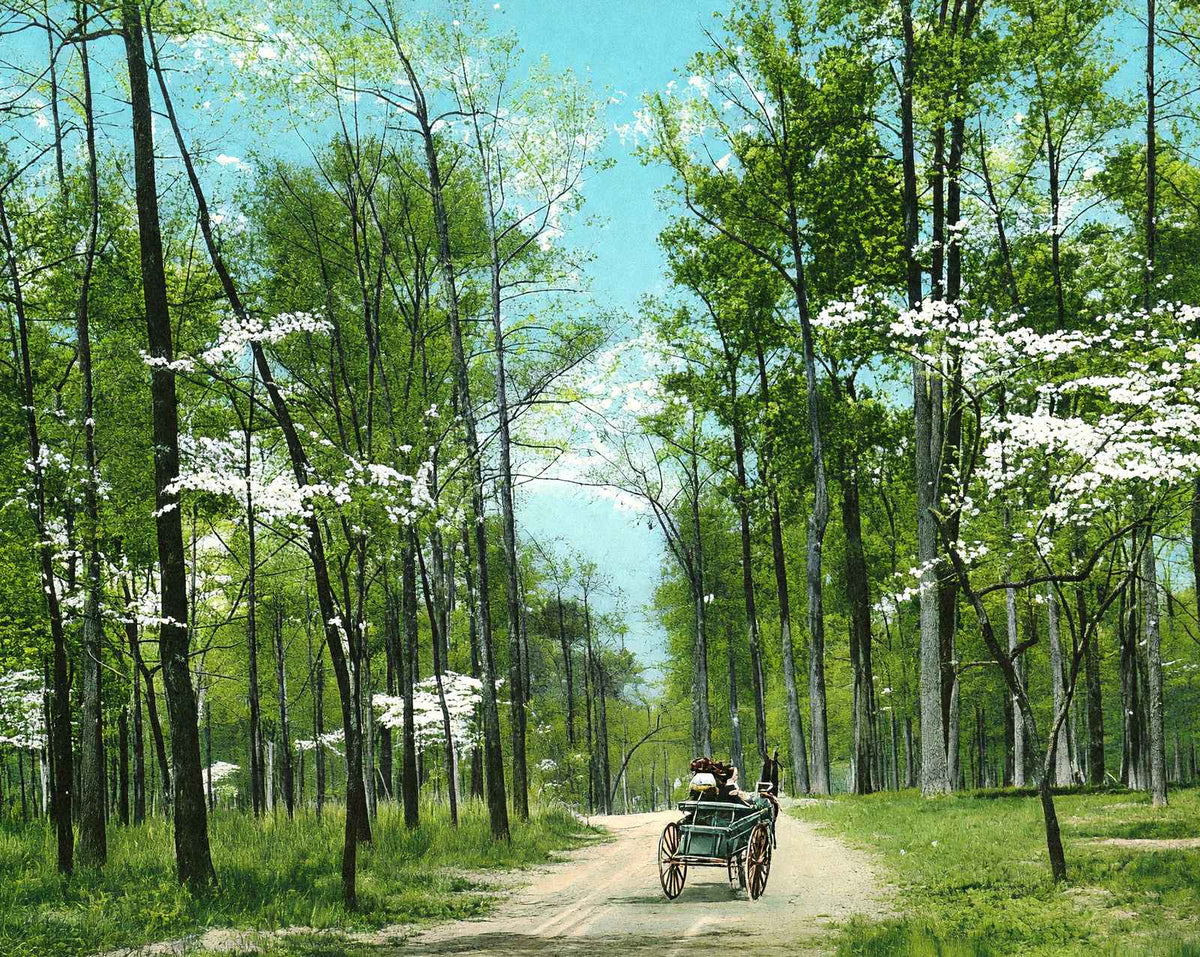 Dogwood Drive, Overton Park, Memphis, TN 1905 vintage print