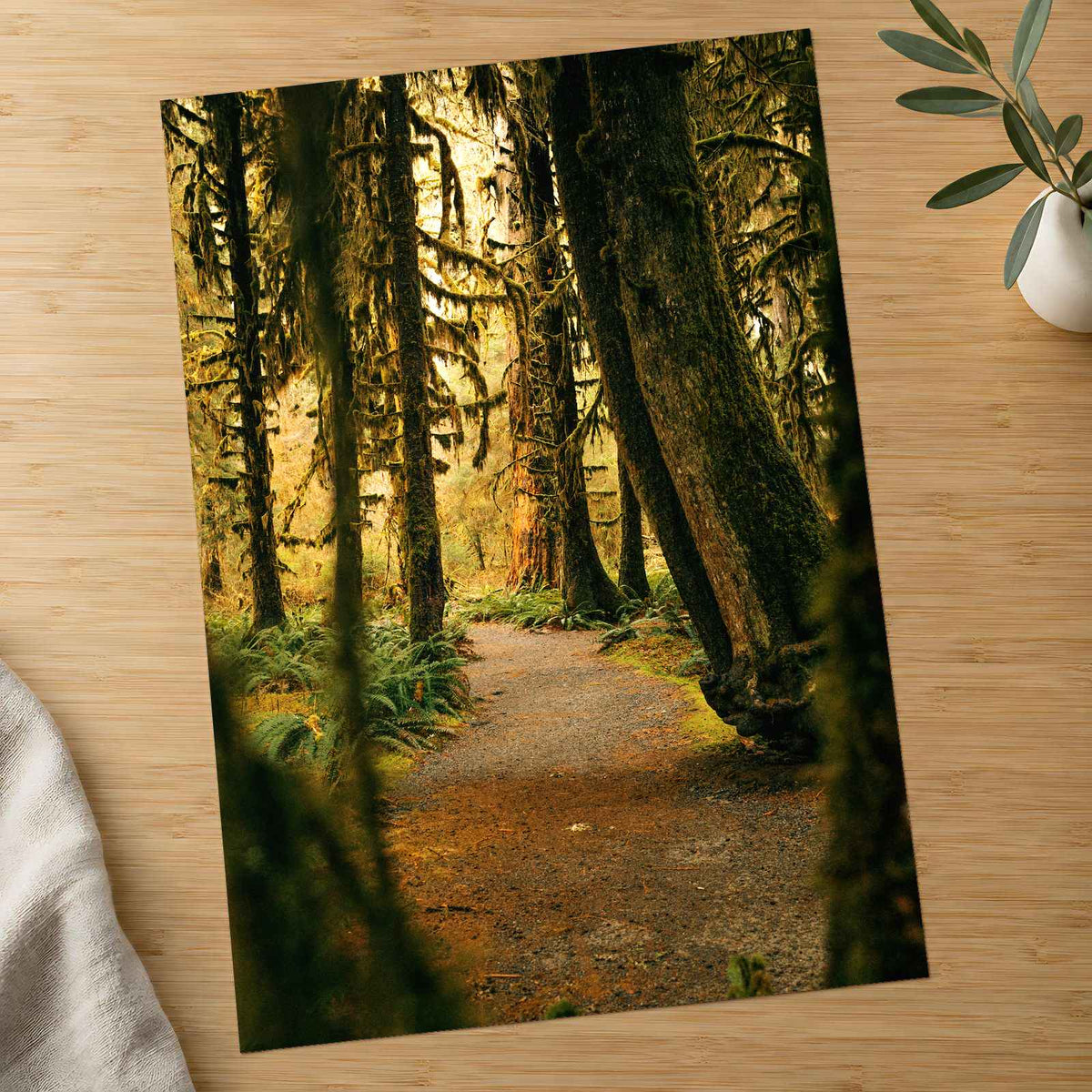 Pacific Northwest Rainforest by Hans Photo Print Wall Decor