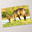 Male Antelope Grazing Photo Print Wall Decor